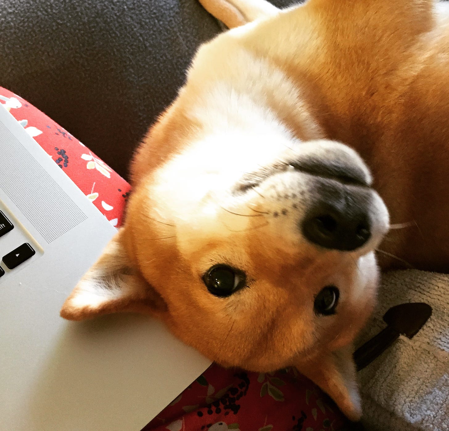 Dog looking up while trying to block laptop