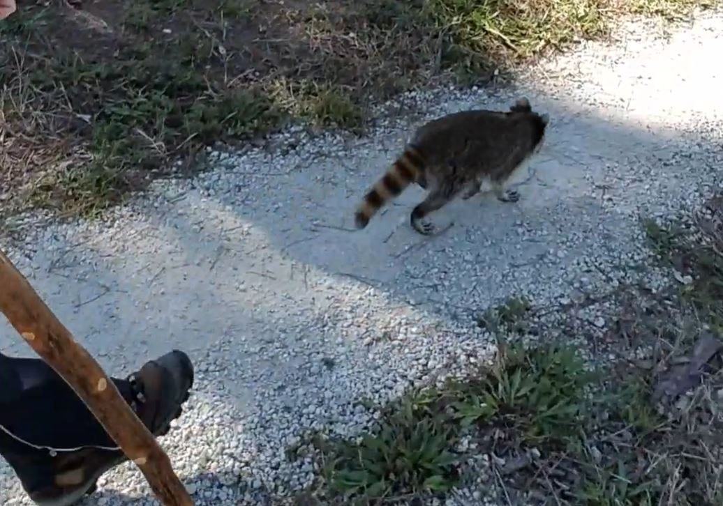 a wild Florida racoon guides hikers