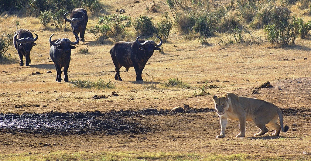 Four buffalo chase off a lioness
