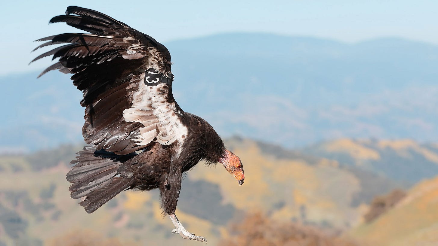 California Condor | Audubon Field Guide