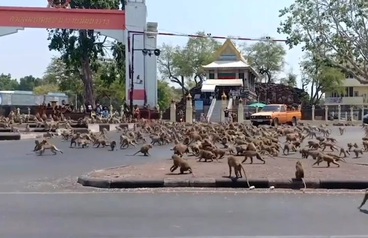 https://external-content.duckduckgo.com/iu/?u=https%3A%2F%2Fwww.worldofbuzz.com%2Fwp-content%2Fuploads%2F2020%2F03%2Fhundreds-of-starving-monkeys-raid-thai-town-after-covid-19-drives-tourists-who-feed-them-away-world-of-buzz.png&f=1&nofb=1