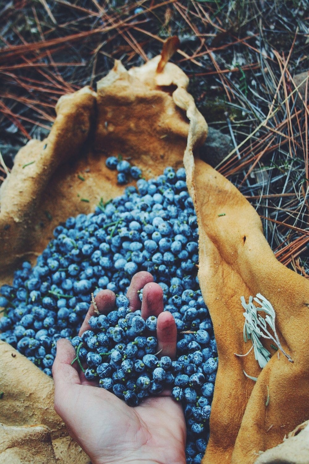 ‘berries’ of Juniper. Near Sierraville, CA.