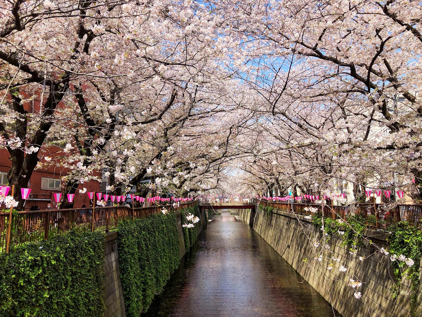 Japan cherry blossom 2021 forecast: early bloom expected in Tokyo