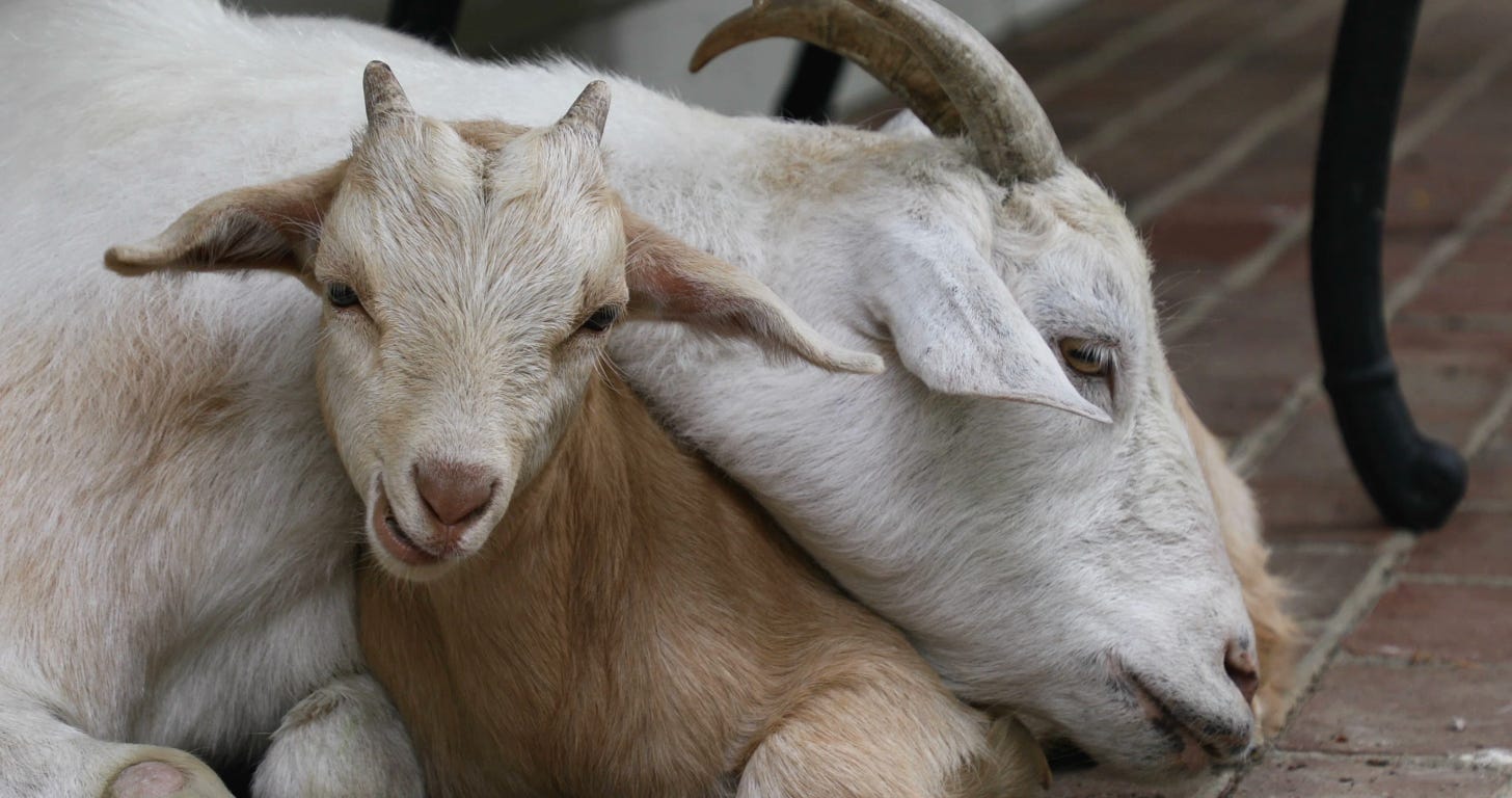 Two white goats sit together, cuddling. One is a mother goat with medium-sized horns. The baby goat is tucked under her neck and appears to be looking right in the camera with a playful expression in its face.