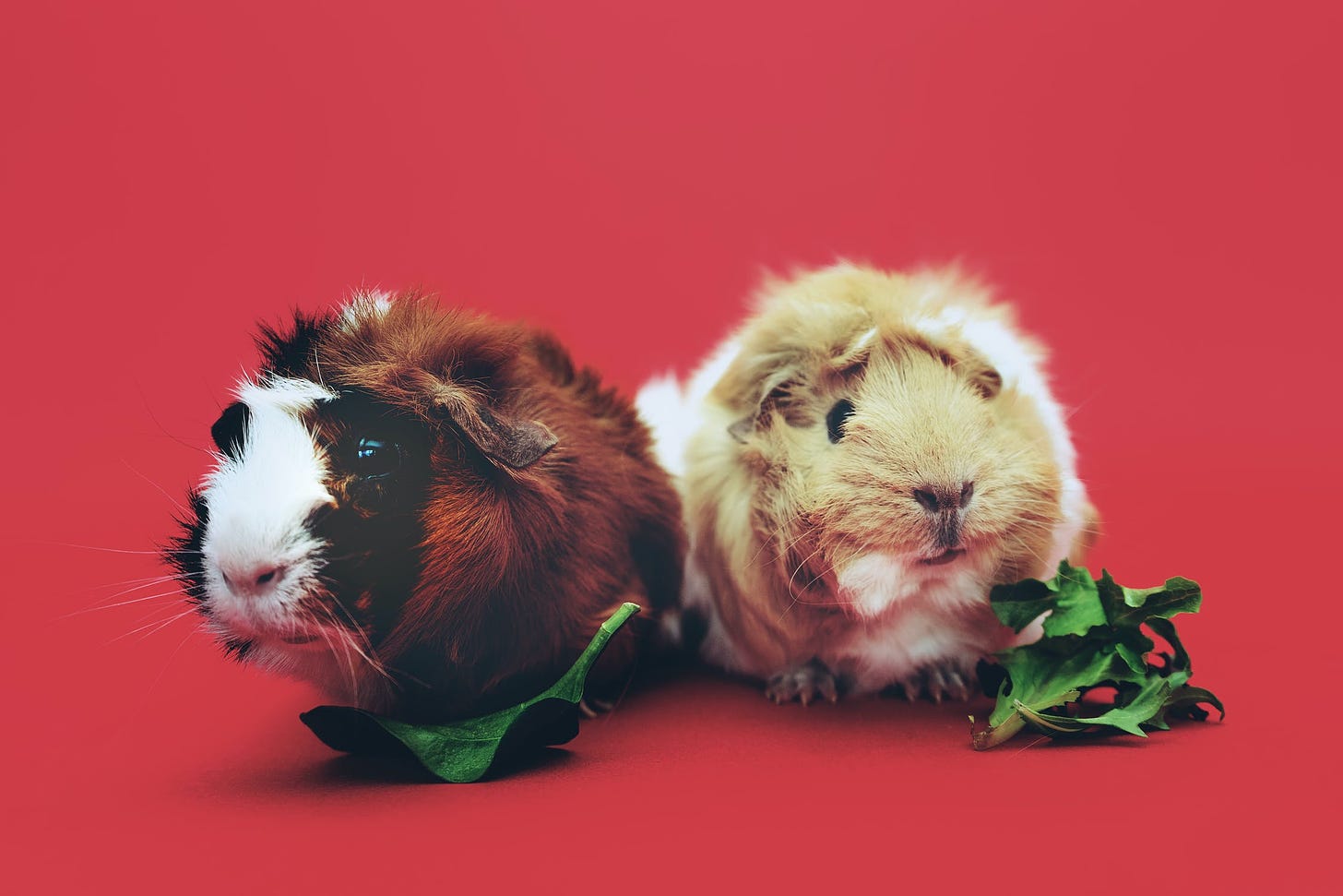 Two adorable guinea pigs who are not being subjected to science. 