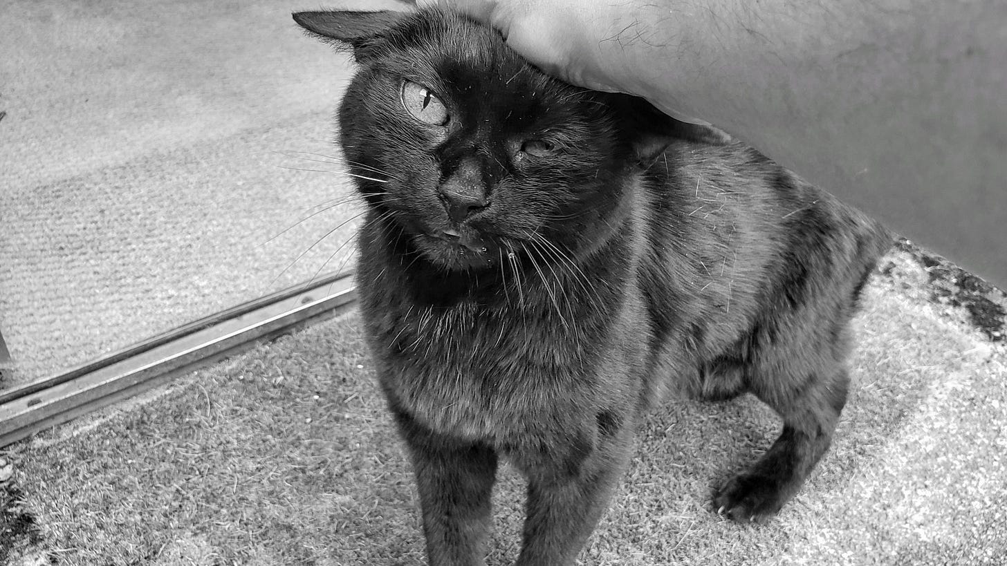 An old black cat staring at the camera while she gets petted