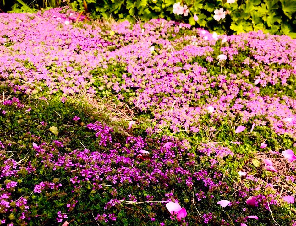 Field of pink wildflowers