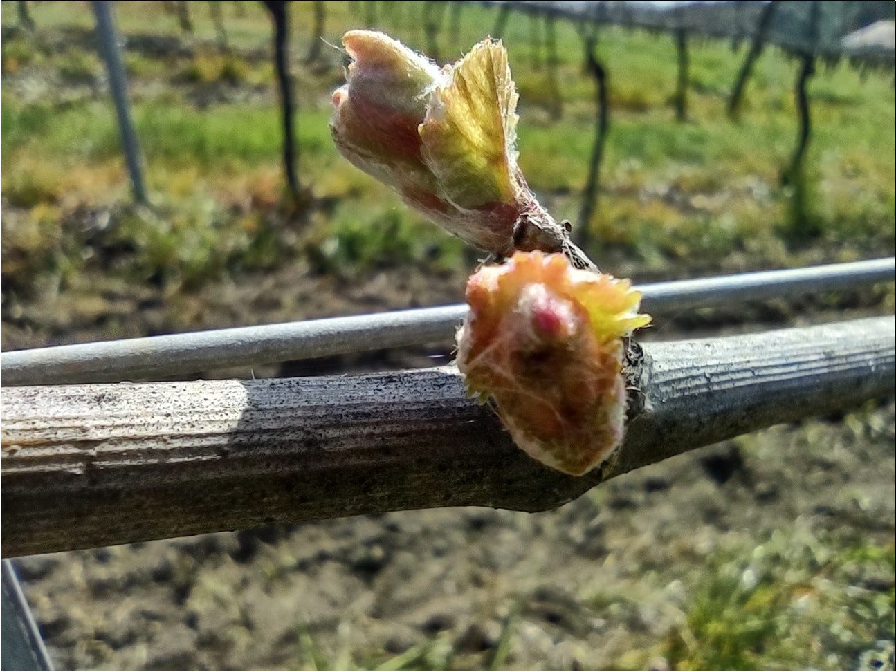 Pinot Noir leaves starting to unfurl during bud break