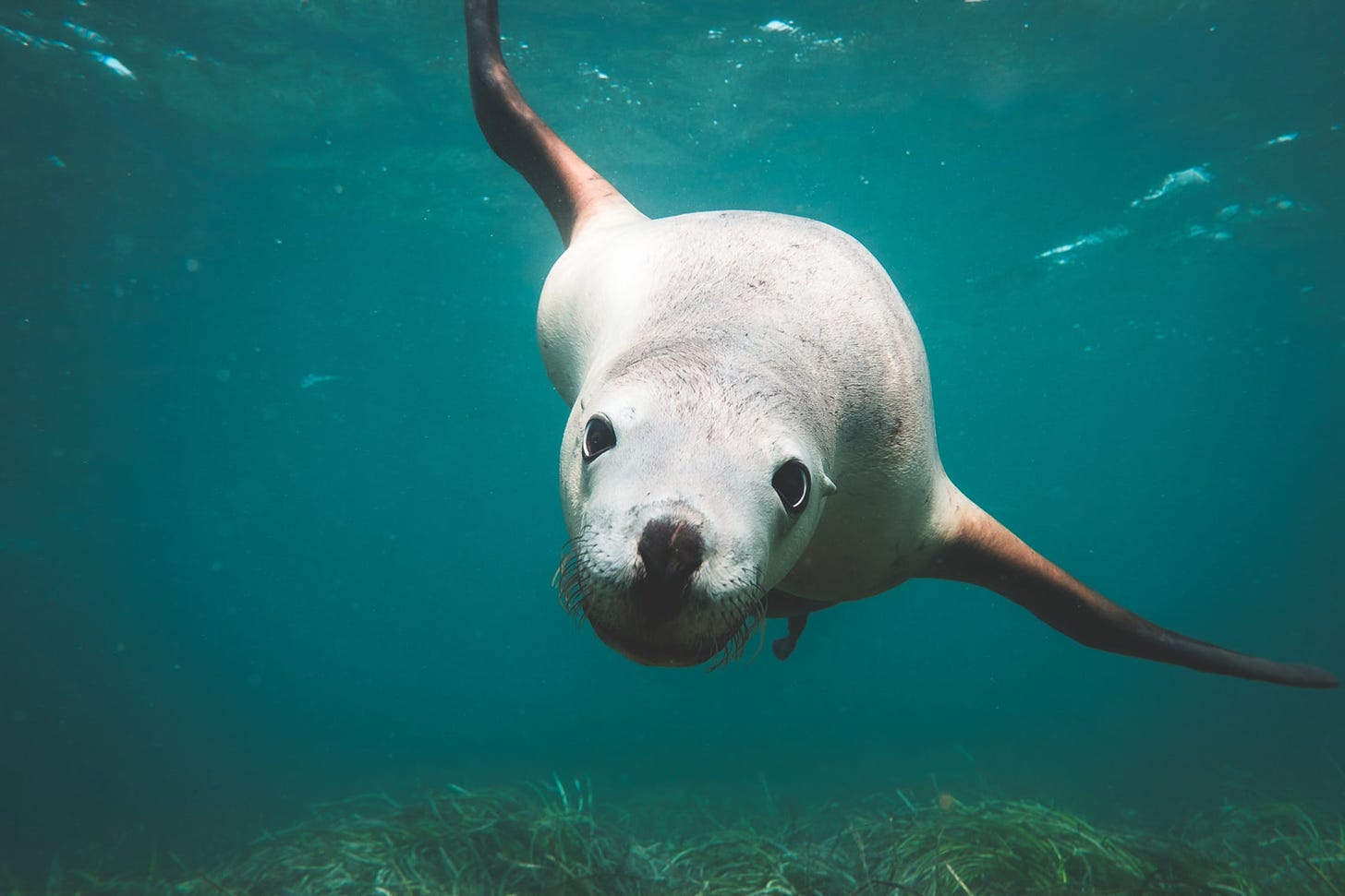 A sea lion underwater stares at the camera