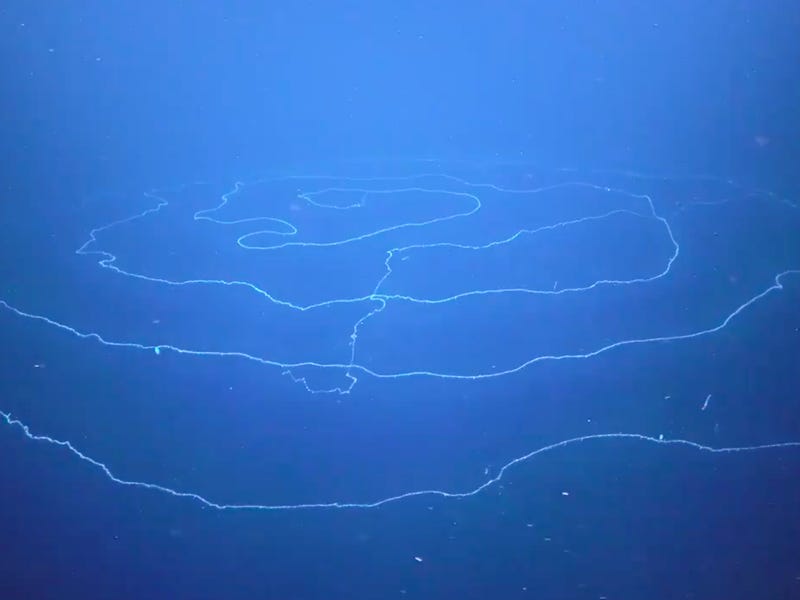 Spiral-shaped siphonophore 
