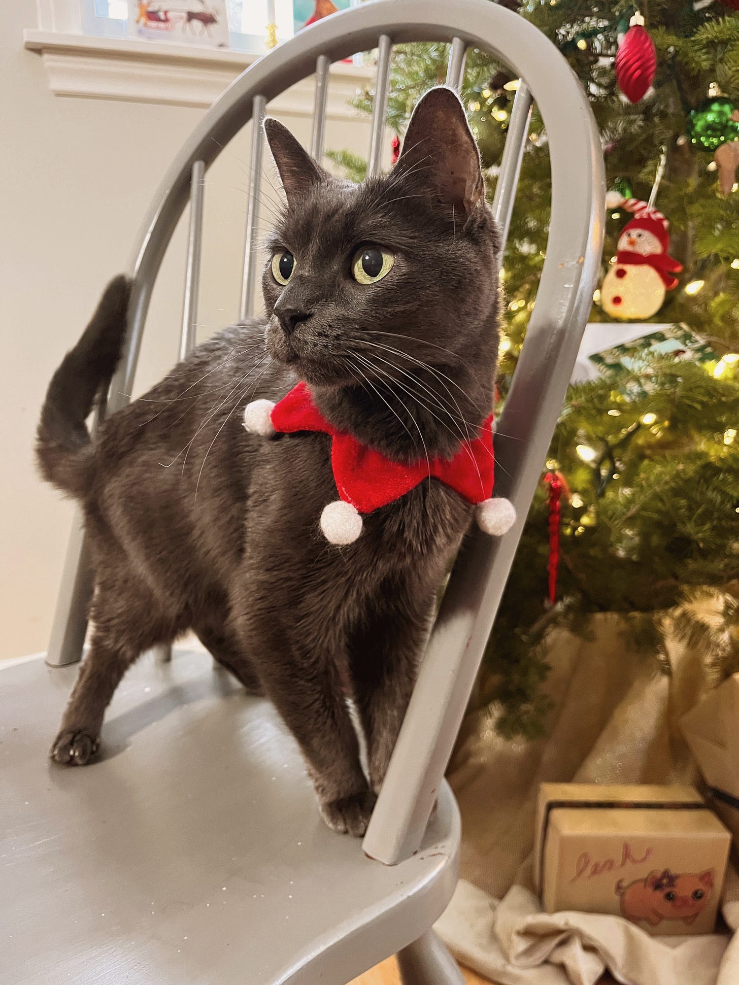 My gret cat Katoomba wearing a plush red collar with white pom-poms on the ends, standing on a grey chair by our Christmas tree.