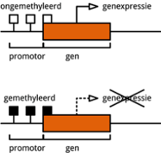 Genen DNA Expressie Methylering 2014 - 1236