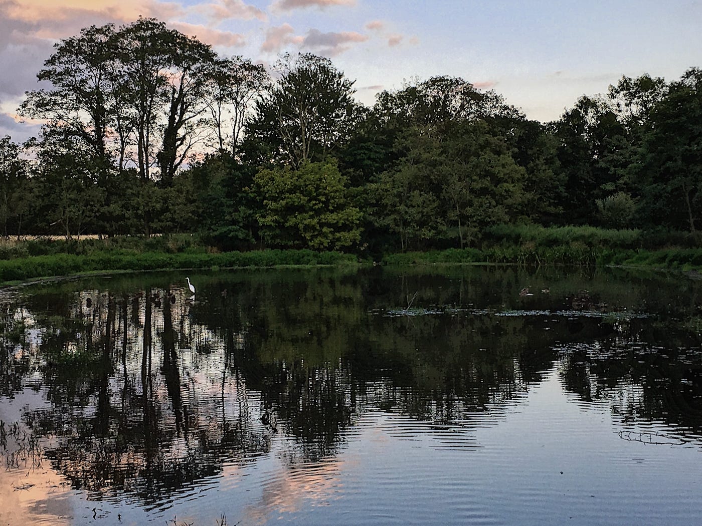 The pond at the Farminary, with a heron standing in the distance and the trees reflected in the water