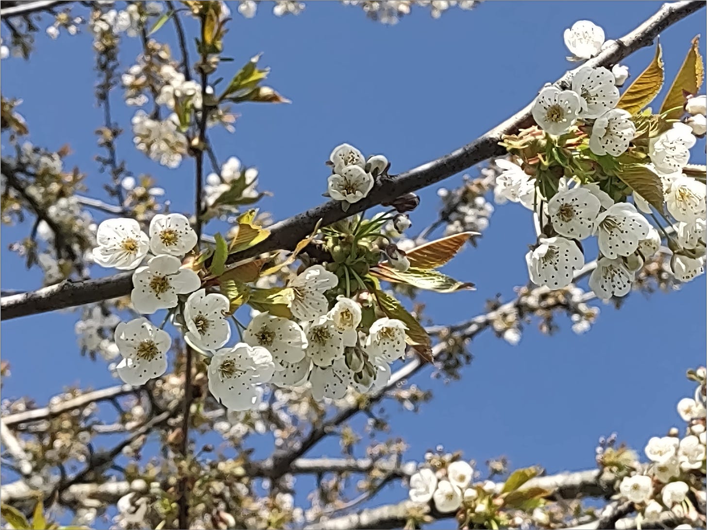 Wild cherries in bloom at Amalie Robert Estate.