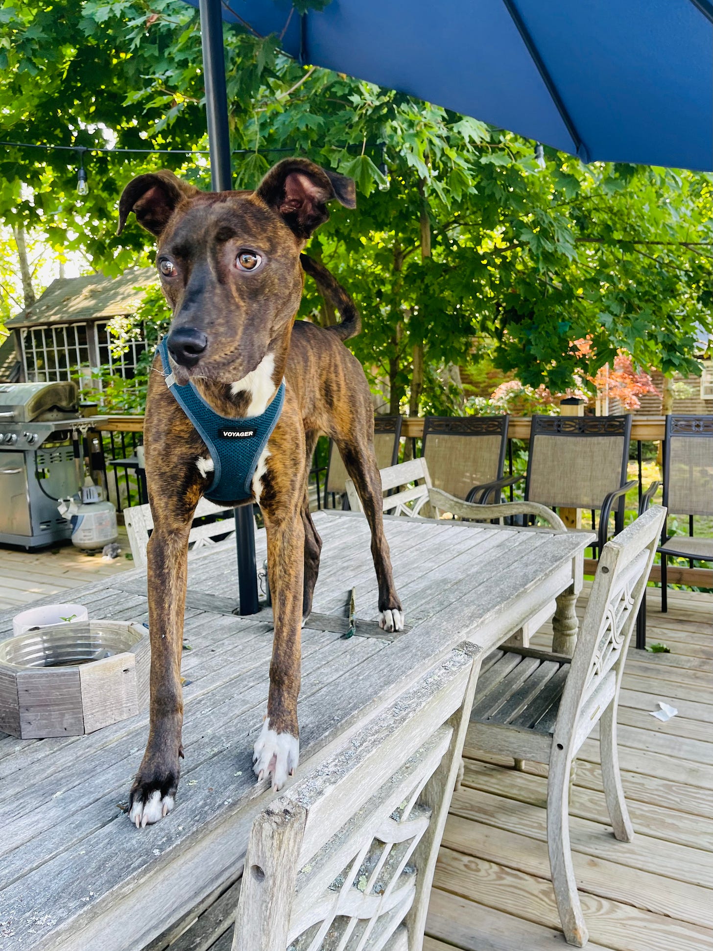 Puppy standing on outdoor table