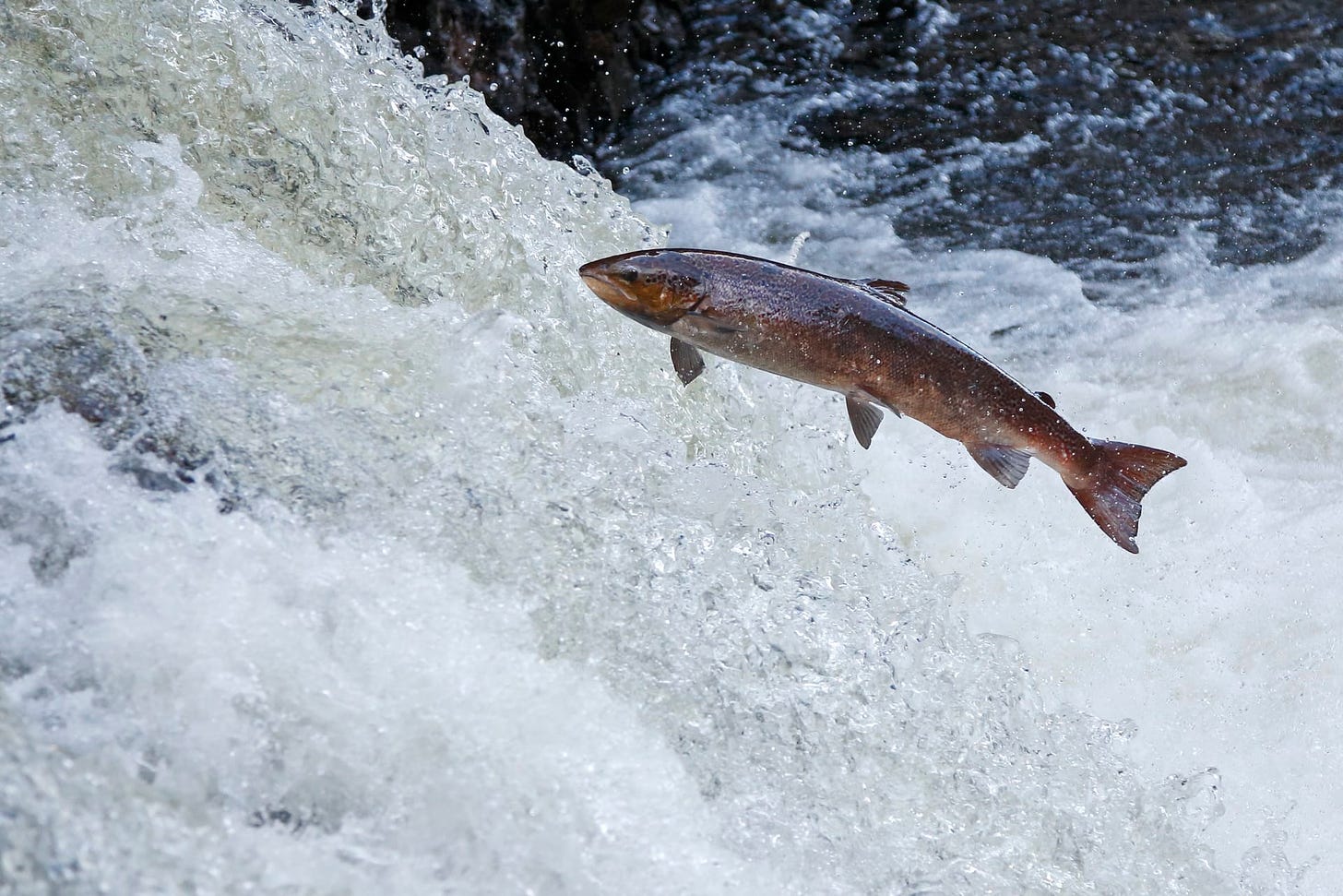 Find out where to watch leaping salmon in Scotland this autumn
