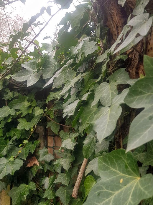Ivy growing over a garden fence