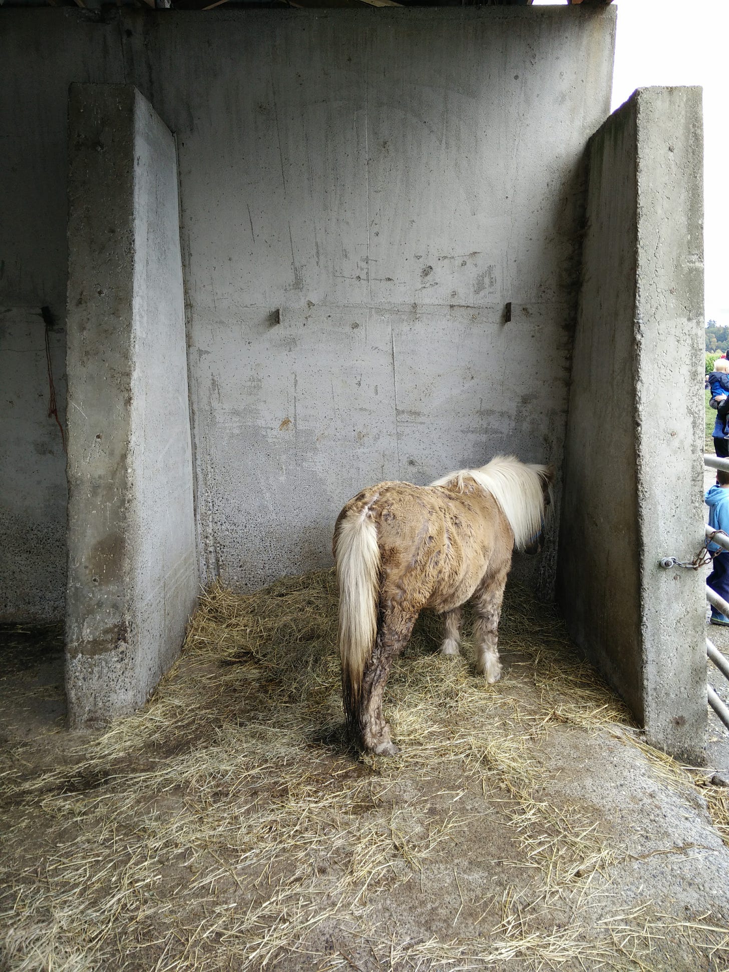 a donkey standing alone with its head in a corner of a pen
