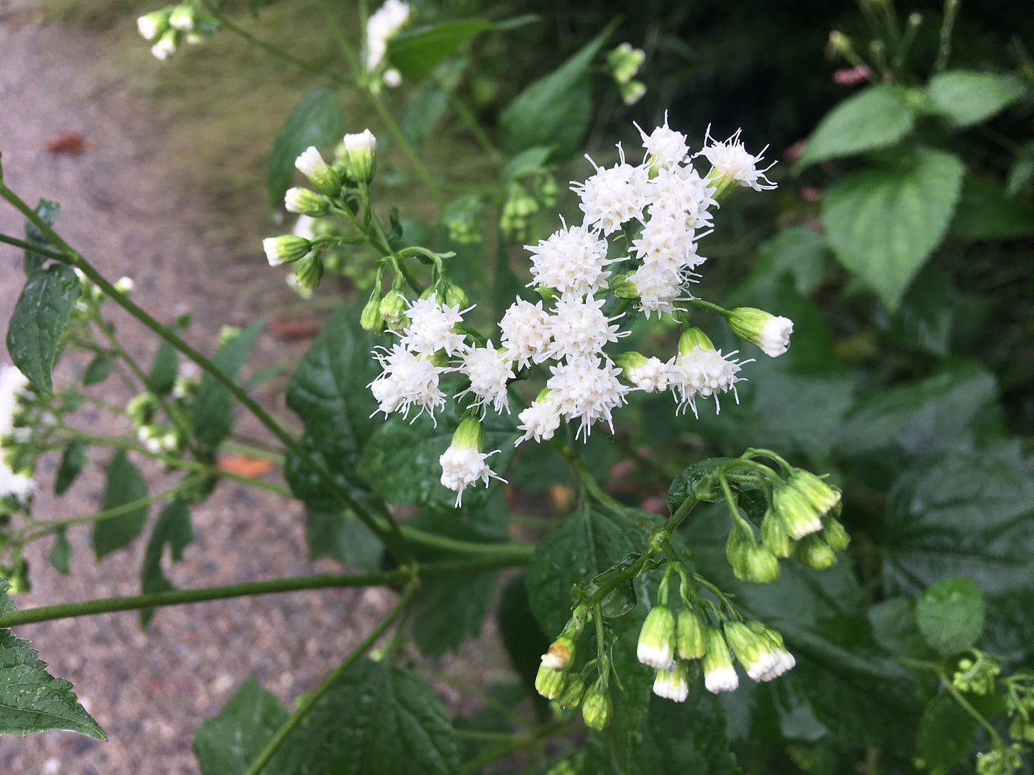Small round white flowers in tight bunches over the sidewalk