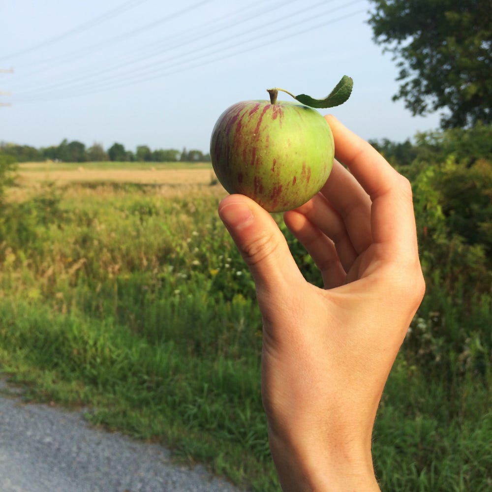 A hand holding a small red-striped green apple in front of country fields