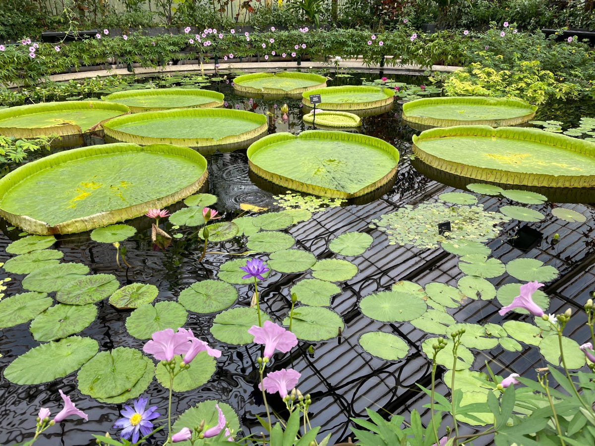 various species of waterlily - some small, some very large - floating on water in Kew Gardens' Waterlily House among pink and purple flowers