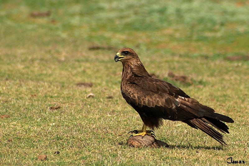 TrekNature | Pariah Kite Photo