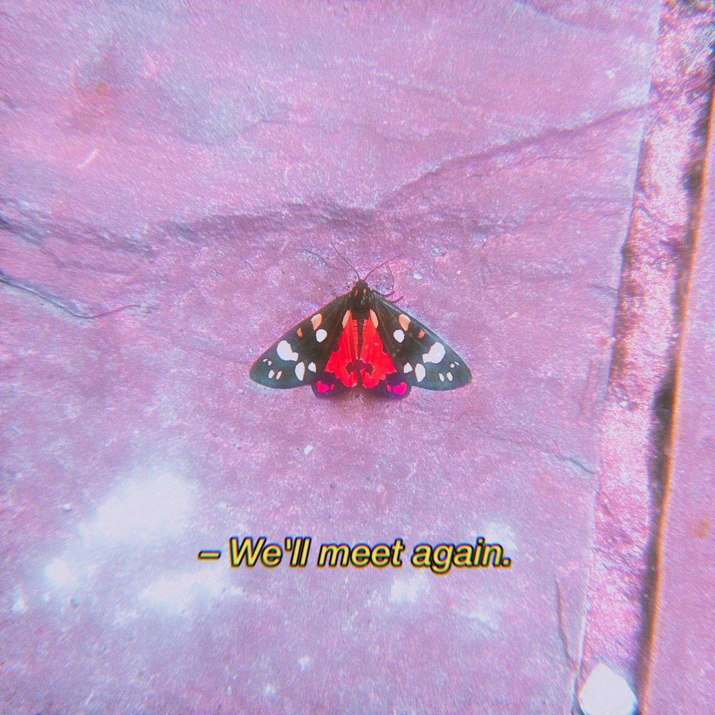 Grainy photo of a colourful moth with caption we'll meet again