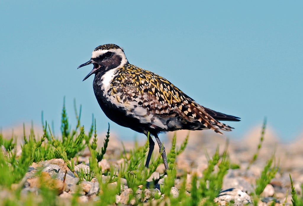 Pacific golden plover - Wikipedia