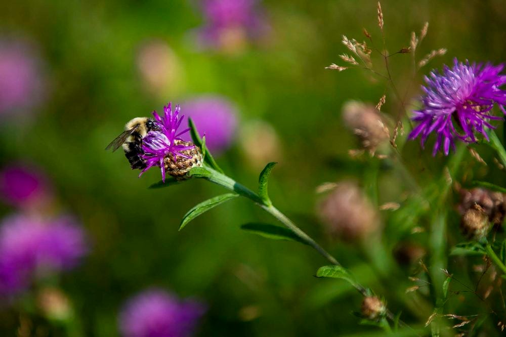 Image of bumble bee on flower.