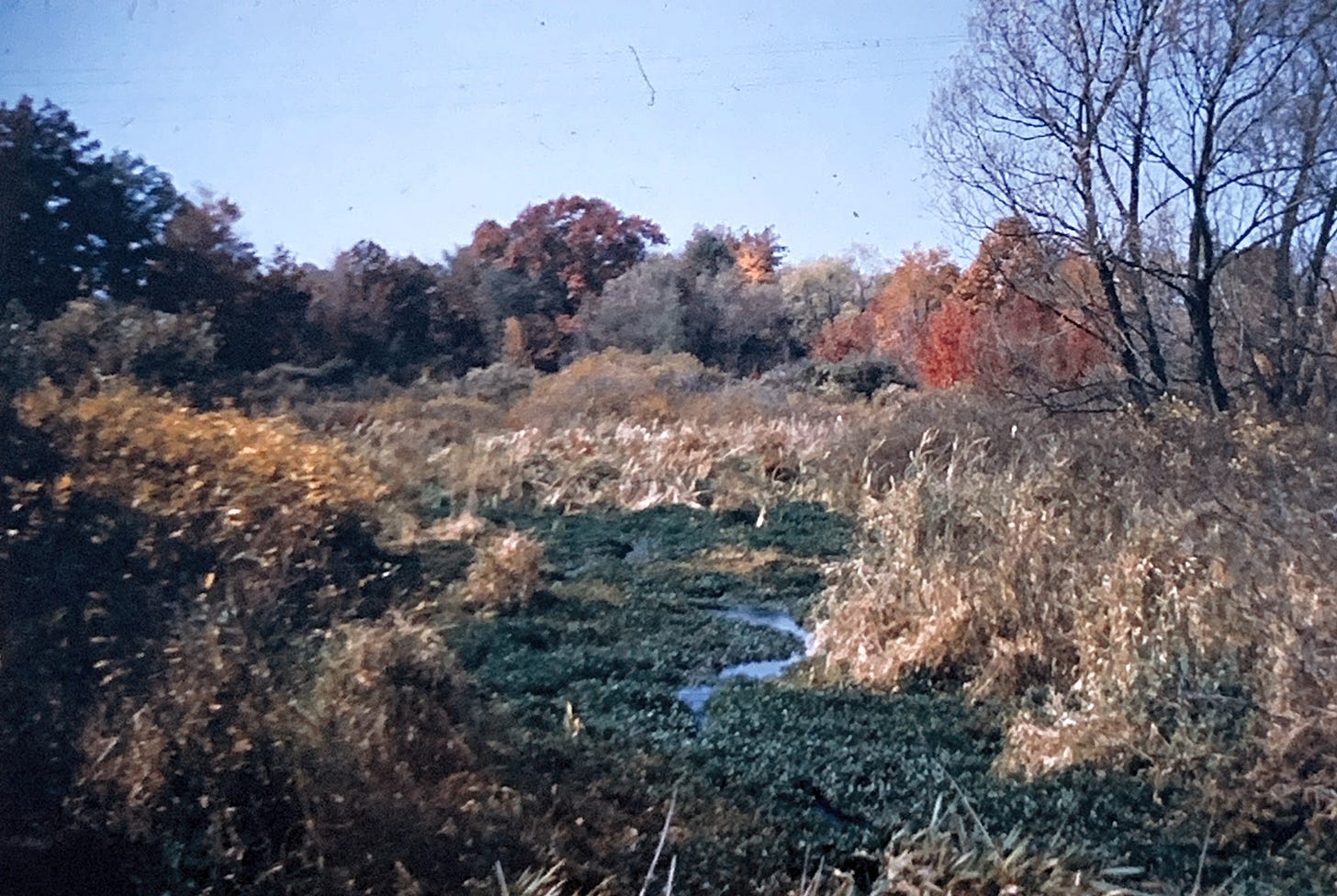 A fall landscape - with dry grasses and trees with orange and red leaves. There is a small stream curling its way through the center of the frame.