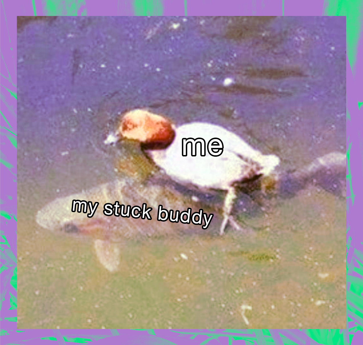 a meme of a duck riding a fish. the duck is labelled "me" and the fish is labelled "my stuck buddy"