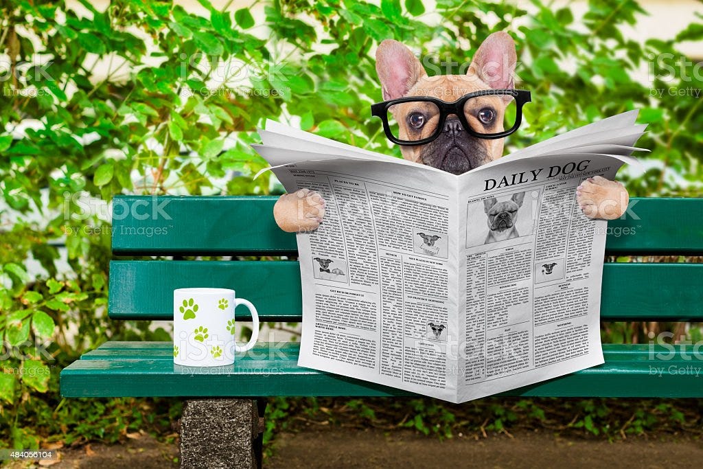 Dog Reading Newspaper Stock Photo - Download Image Now - iStock
