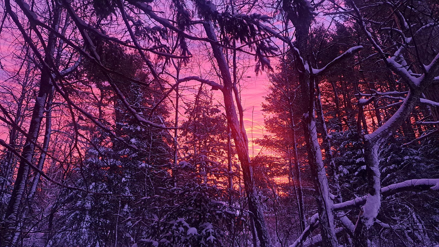 Bright pink sunrise through some trees