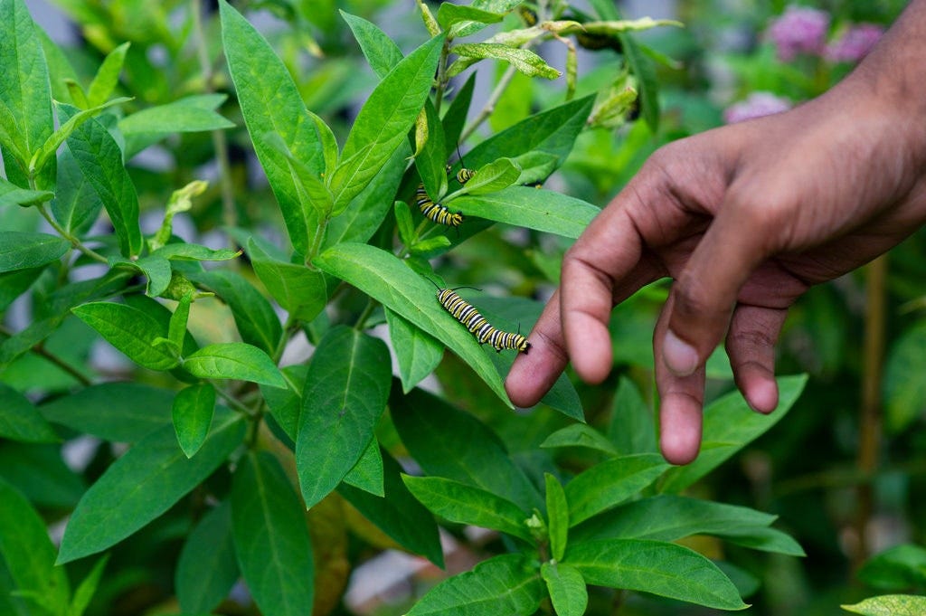 Image hand touching caterpillars on plant.