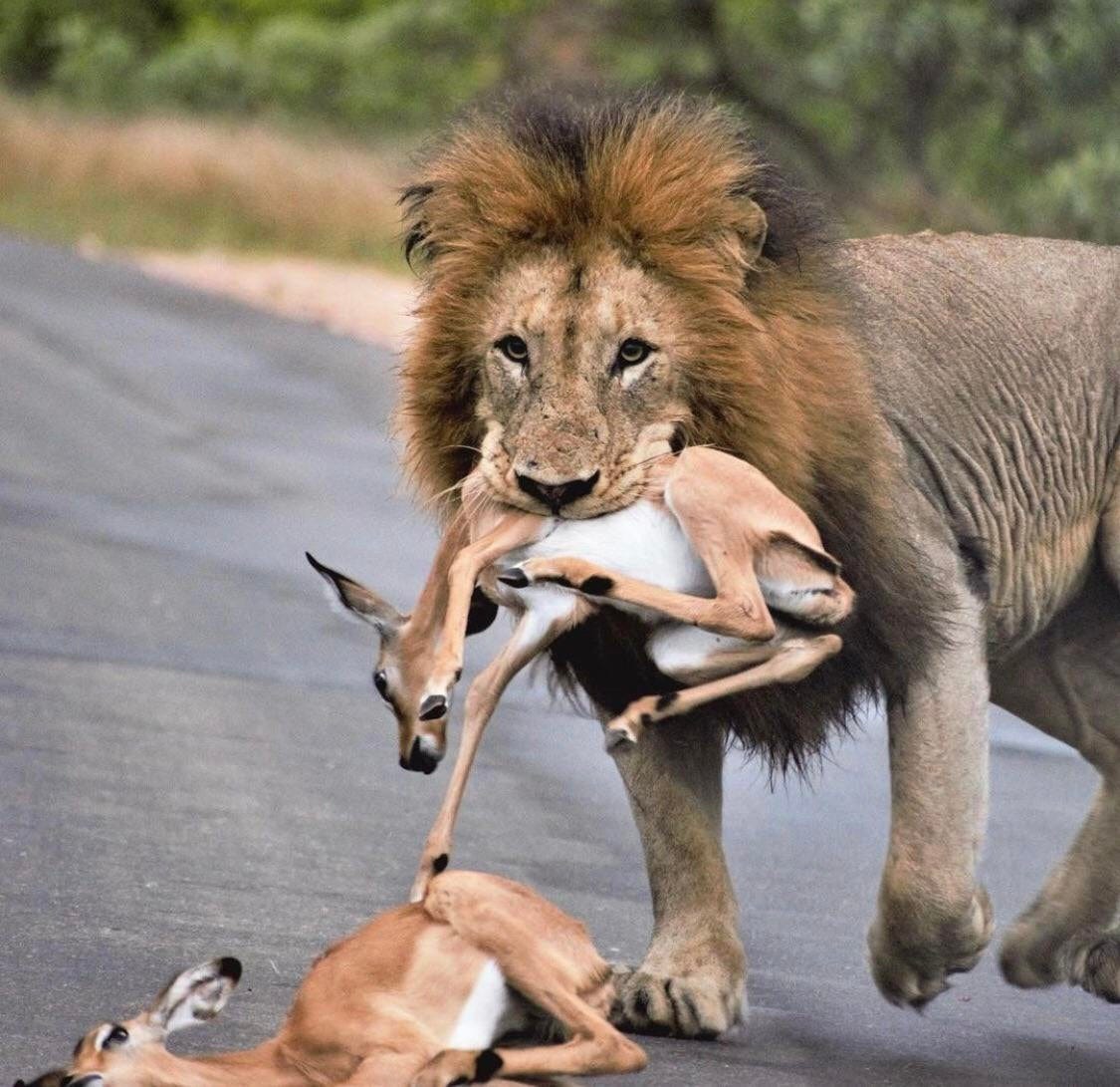 This lion carrying his meal : r/natureismetal