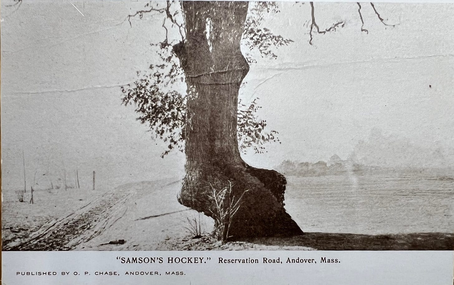 black and white postcard of gnarled oak tree shaped like a thick hockey stick with fields in background 