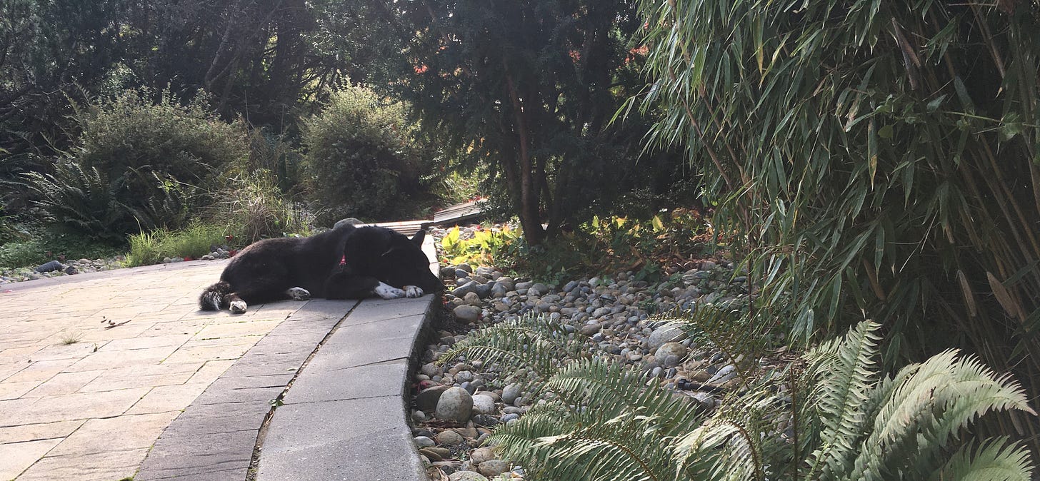 mostly black and a bit white big dog resting on his belly atop a cement patio surrounded by stones and green bushes, ferns, and bamboo. a bit of sun coming through. dog is a bit far away from camera