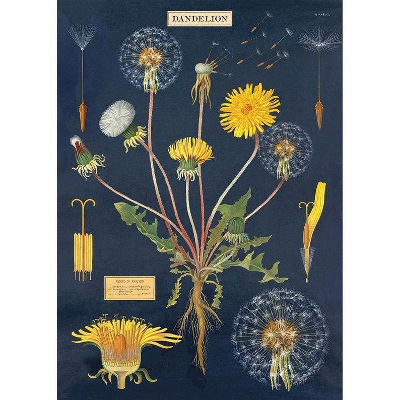 Cavallini Dandelion Wrapping Paper Craft Poster Decoupage image 0