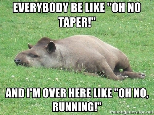 Everybody be like "OH NO TAPER!" And I'm over here like "OH NO, RUNNING!" -  Taper Tapir | Meme Generator
