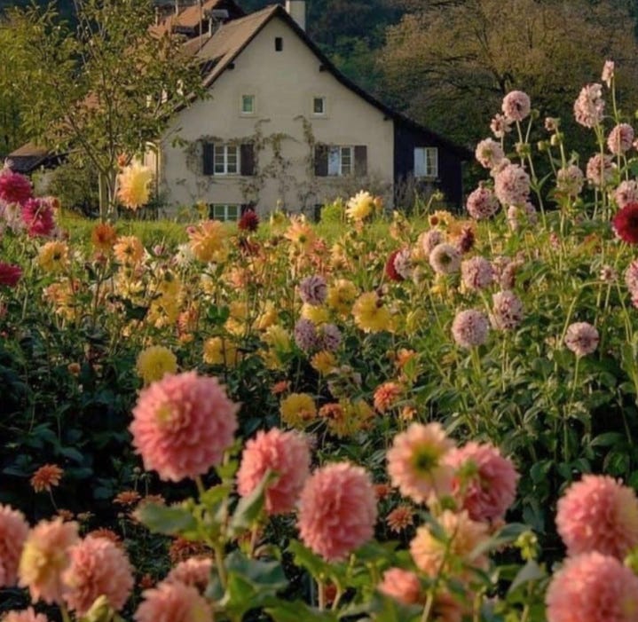 a garden with pink round flowers in the foreground, and a little cottage in the background.