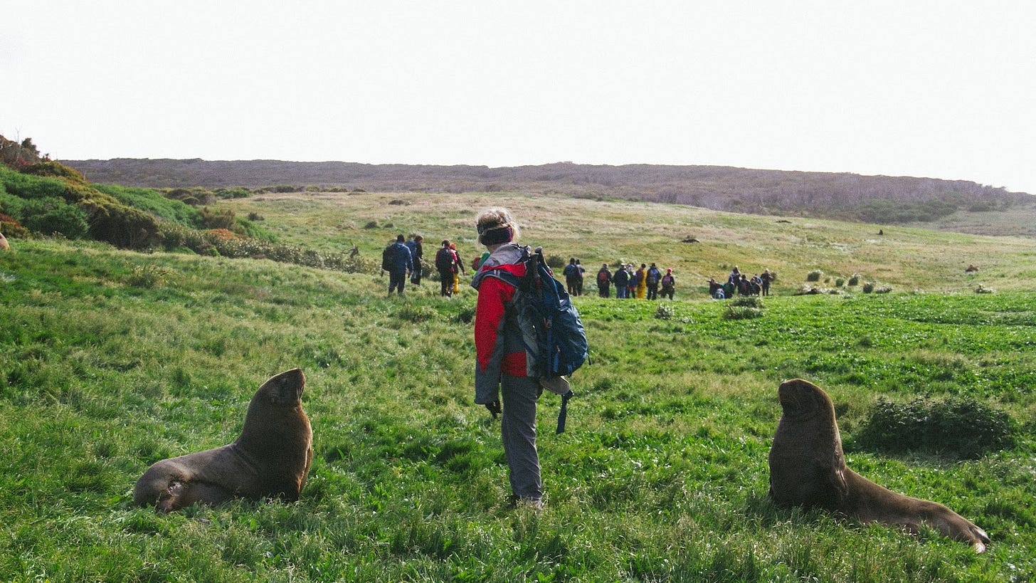 A photograph with two sea lions in the foreground, sandwiching a person in between them. The person is looking away, to the rest of the party walking away safely.