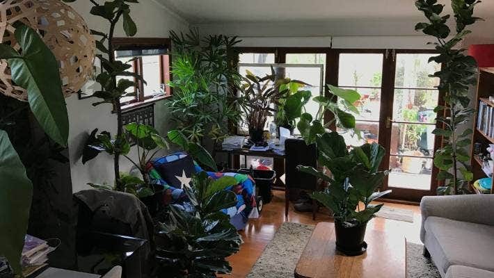 The indoor jungle at Richard DeGrandpre, owner of Ponsonby Plants, Grey Lynn home.