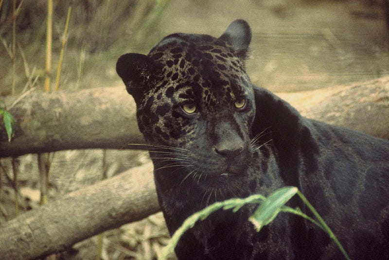Black_jaguar
