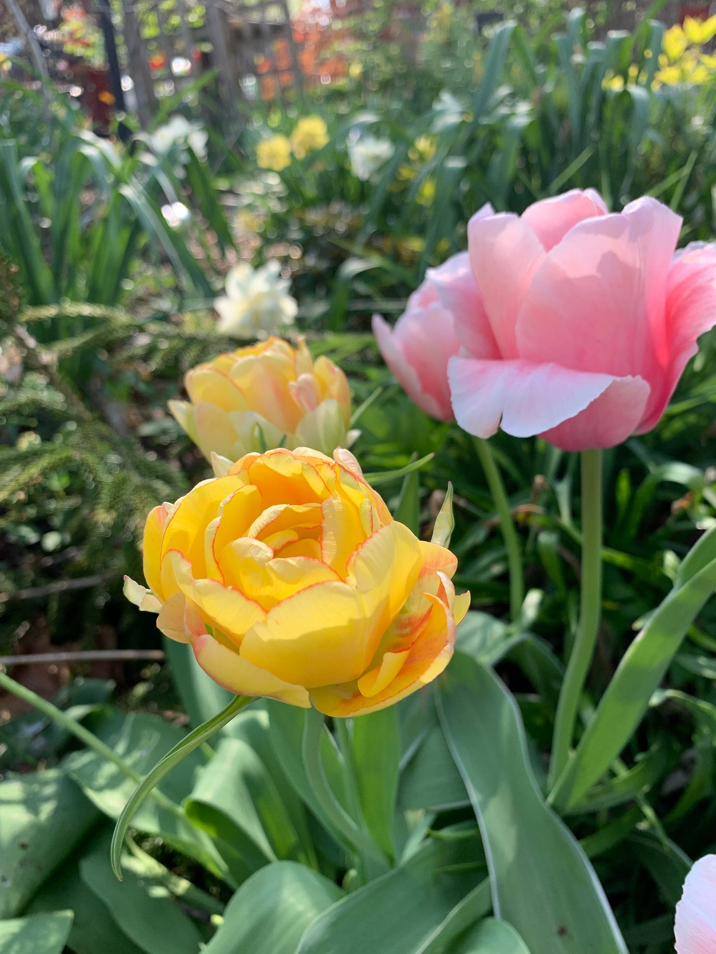 Many-petaled tulips