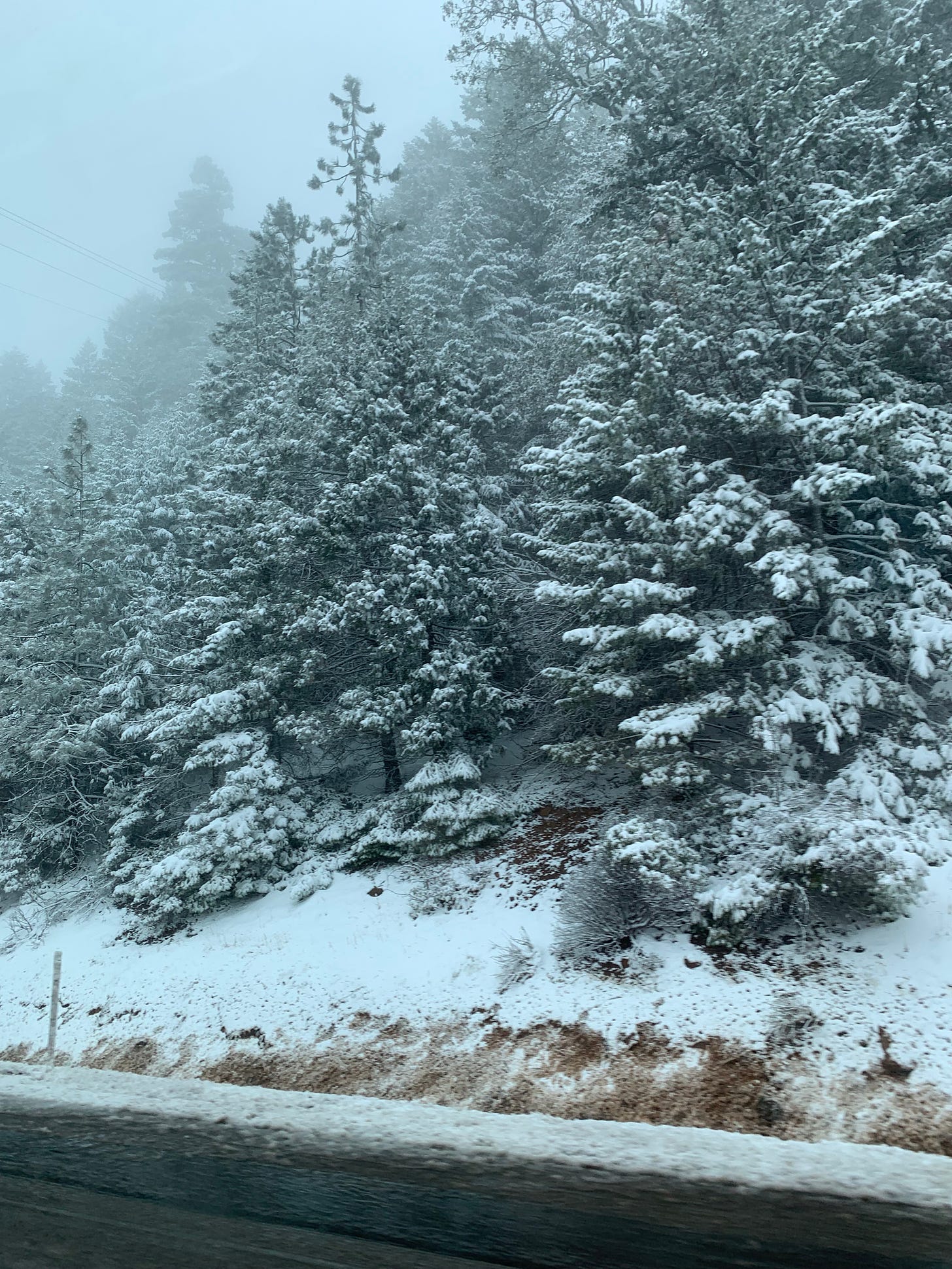 snow covered conifers along I-5
