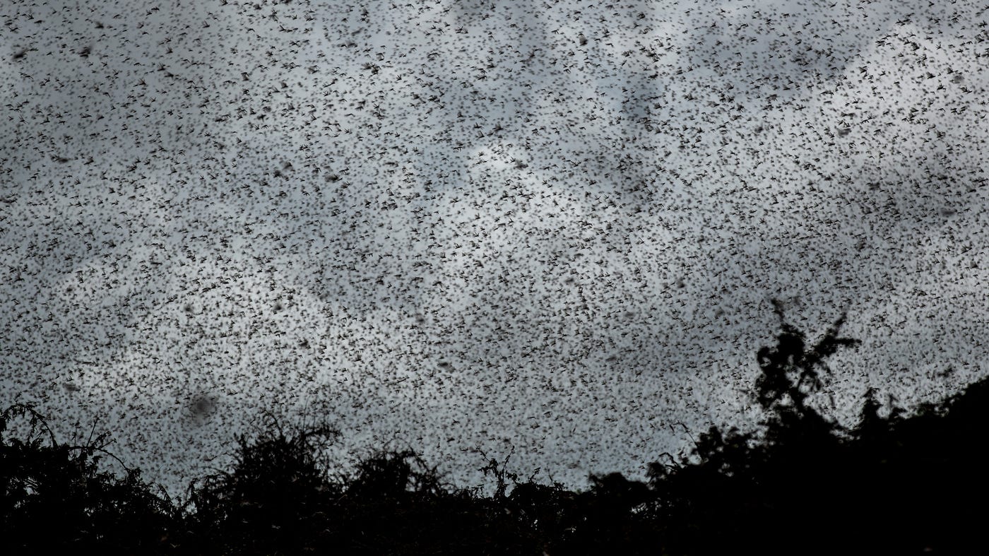 Locusts Are Swarming In Record Numbers In 2020. Why? And ... What Are They?  : Goats and Soda : NPR