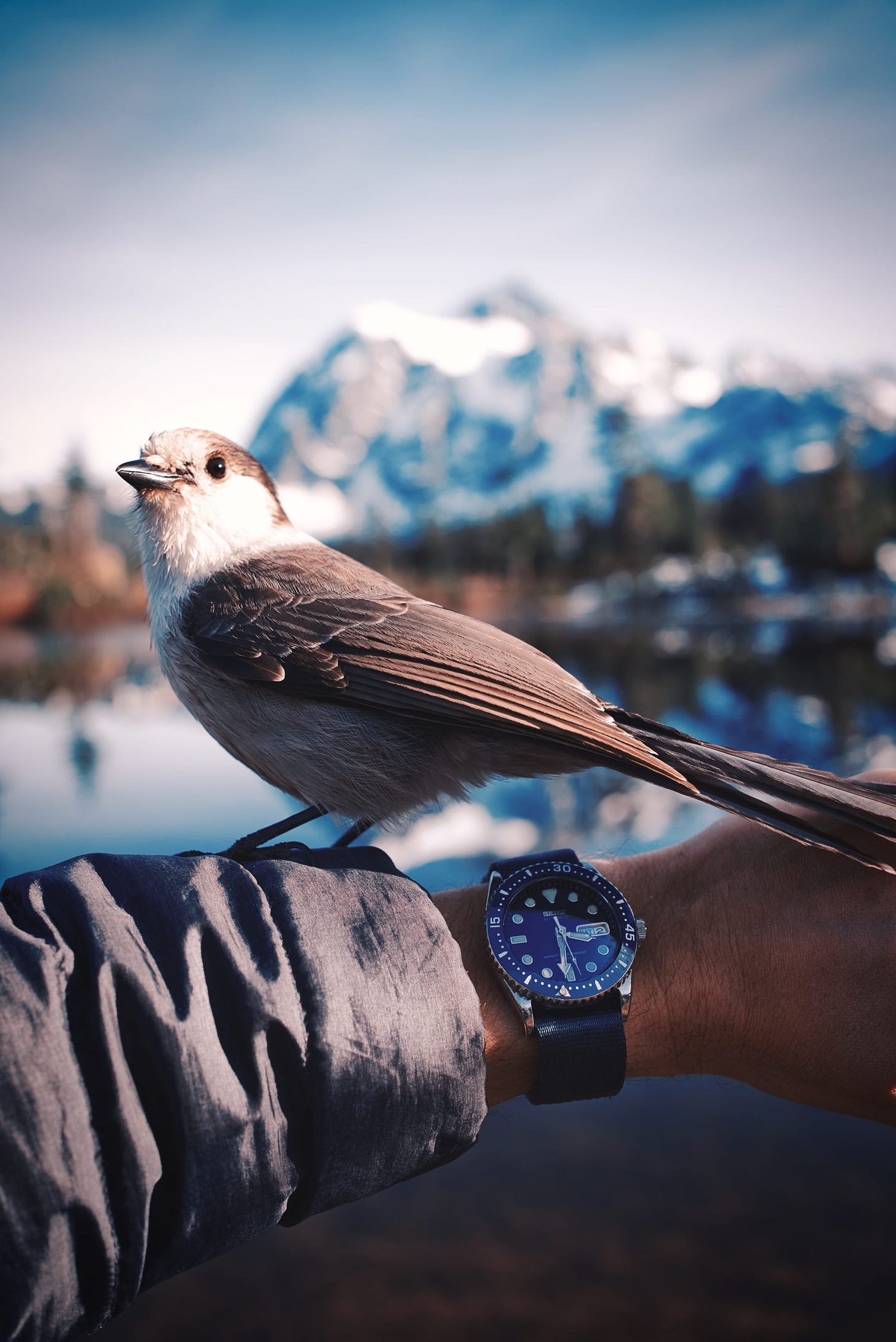 Snow jay on top of a grey sleeve, wrist shot with Mt. Shuksan in background