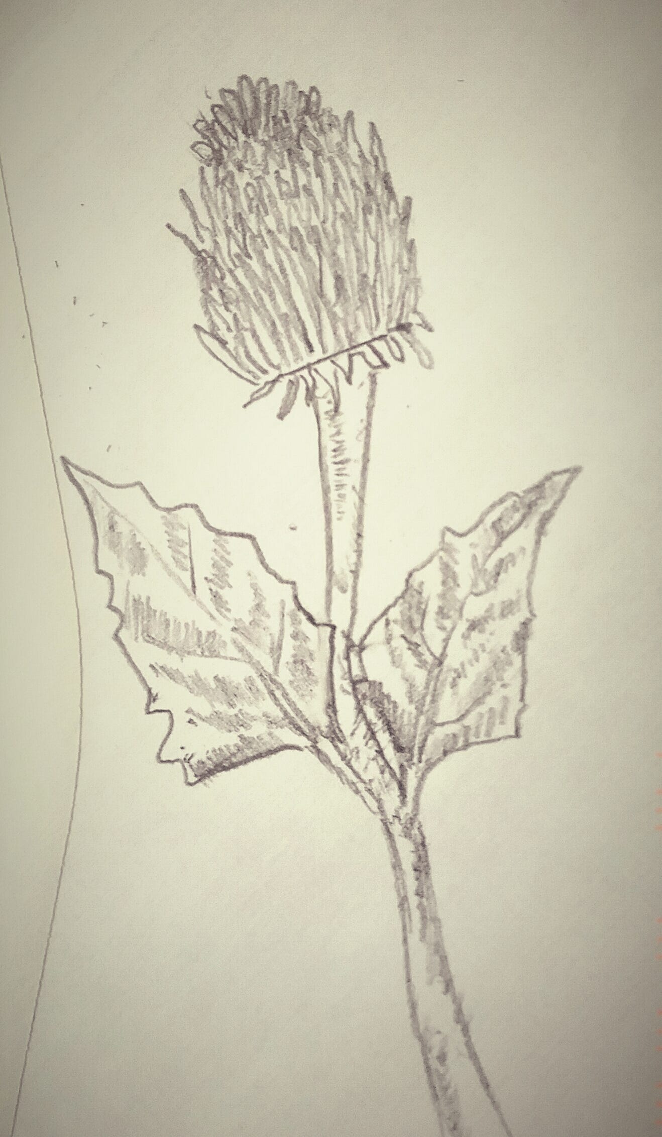 sketch of costus flower, stem and leaves