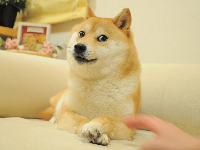 The original image that started it all. This photo of the Shiba Inu “Kabosu” was taken by her owner Atsuko Sato on February 13th, 2010. After sharing it to her personal blog alongside the series of other famous images under the title “Taking a walk with Kabosu-chan,” these photos went on to kickstart the Doge meme and have circulated the web ever since — none more iconic than this picture.