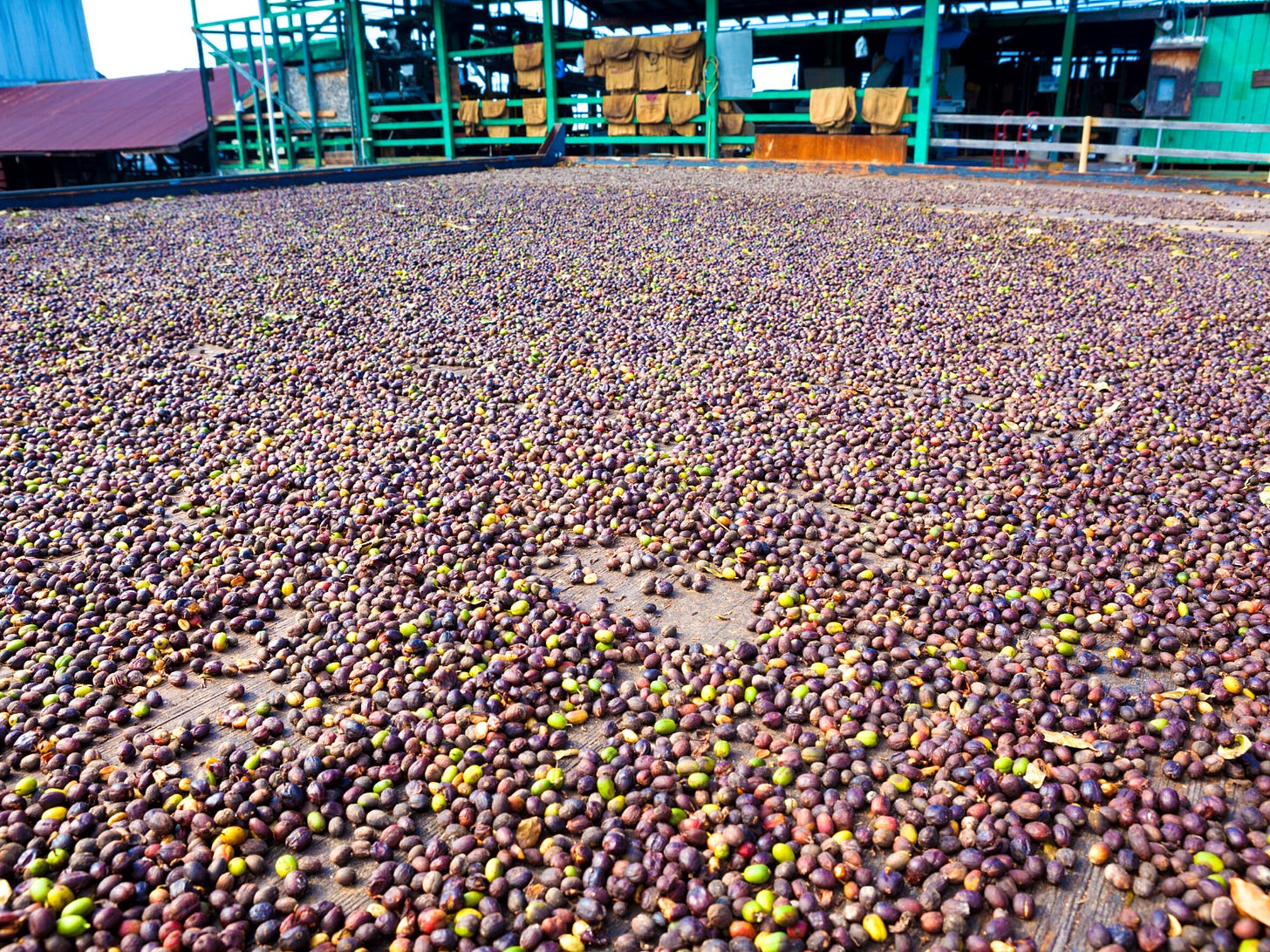 Coffee cherries drying on a concrete pad.